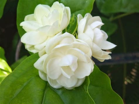 native flowers of the philippines.